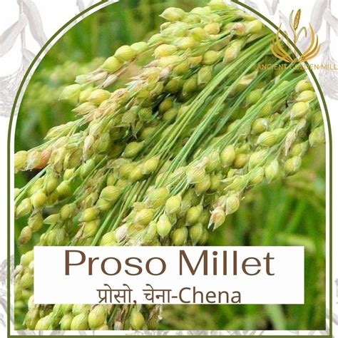 Dried Proso Millet Pani Varagu, High in Protein at Rs 75/kg in New Delhi | ID: 23894017133