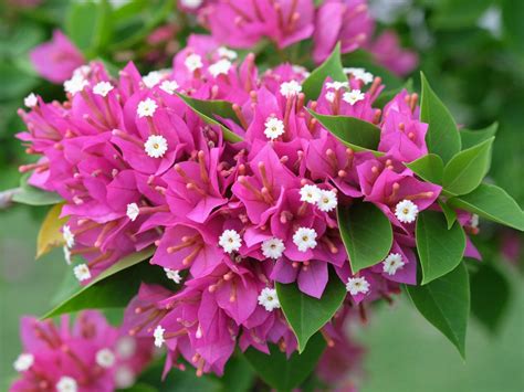 Bougainvillea Changed Color - Reasons For Color Changing Bougainvillea Flowers