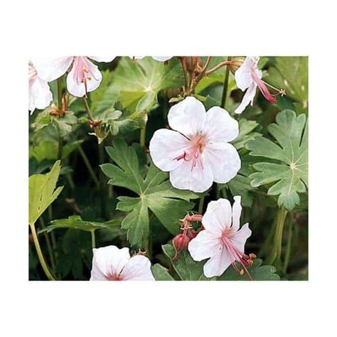 Geranium Biokovo 1 Gal - Hands Garden Center