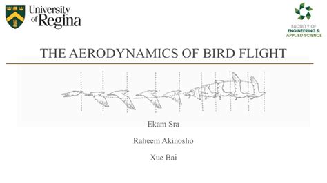 THE AERODYNAMICS OF BIRD FLIGHT