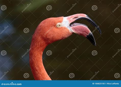 Flamingo tongue stock photo. Image of beak, bill, phoenicopteridae ...