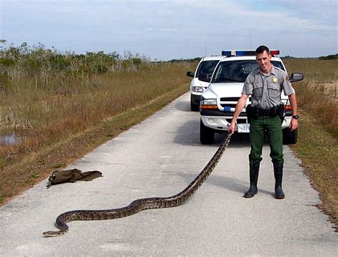 Photos: Giant Pythons Invade Everglades | Live Science