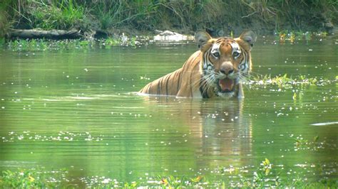 Tiger Encounter in Chitwan National Park - Tiger Encounter