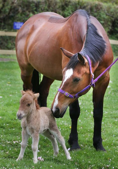 Miniature Pony Centre seeks 'loving forever homes' for its animals ...