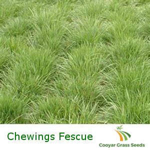 Chewings Fescue Seeds for Sale - Pure - Cooyar Grass Seeds