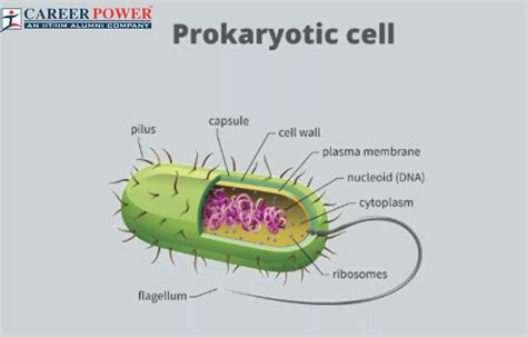 Prokaryotic Cell: Diagram, Definition and Examples