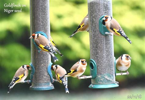 A 'charm' of Goldfinch. So many this year ( counted 20 approx) I ...