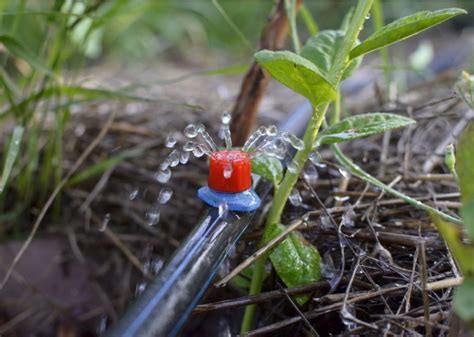 Drip Irrigation for Your Home Garden: An Essential Guide