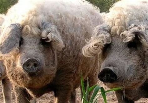 Mangalitsa pigs | Sheep pig, Pig breeds, Mangalitsa pig