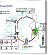 Clonorchiasis Parasite Life Cycle Photograph by Cdc/science Photo Library | Fine Art America