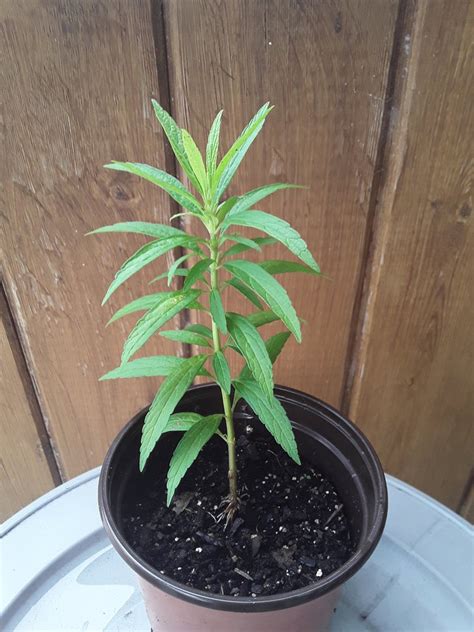 Lions Tail - ( Leonotis leonurus ) live plant in 4" pot ** ATTRACTS ...