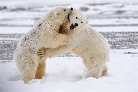 Expeditions Alaska Favorite Photos 2016 wildlife photos