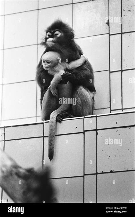 Artis, monkey with young Description: monkeys, zoos Date: 22 May 1979 Location: Amsterdam, Noord ...