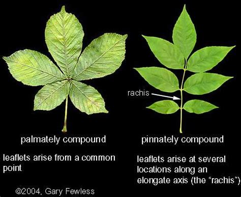 Pin by Christina Barley on CC-Cycle 1: Science | Plant leaves, Leaflet ...