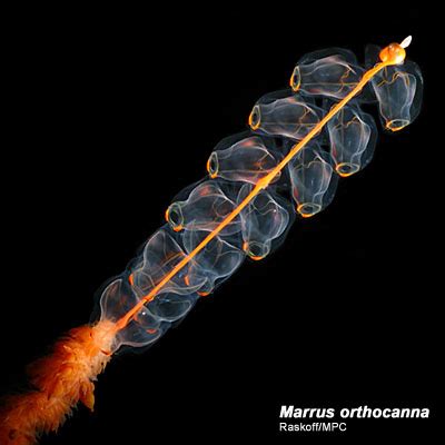 Marrus orthocanna, Arctic Ocean biodiversity