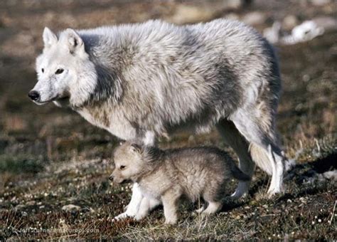 White Wolf : Tundra wolves & pups during the den cycle in northern ...