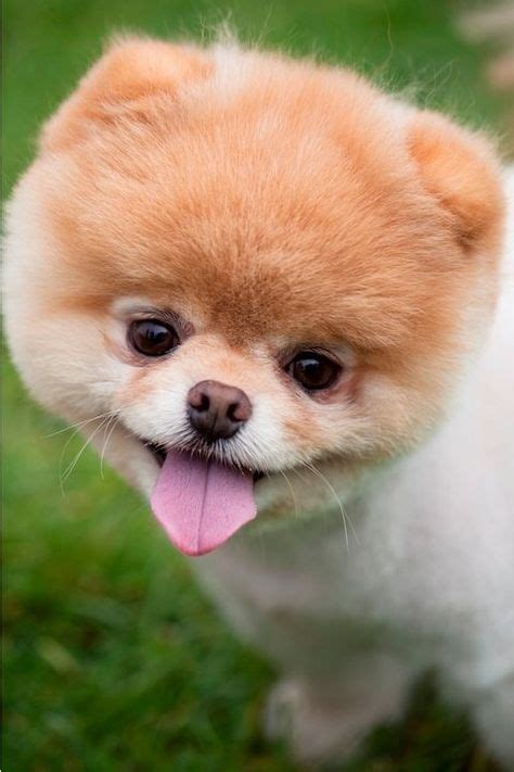 123 best Boo the cutest of dogs images on Pinterest | Cutest dogs, Boo dog and Pomeranians