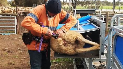 Amazing Sheep Farming Equipment Technology - Modern Automatic Sheep Farm Tool You May Never Seen ...