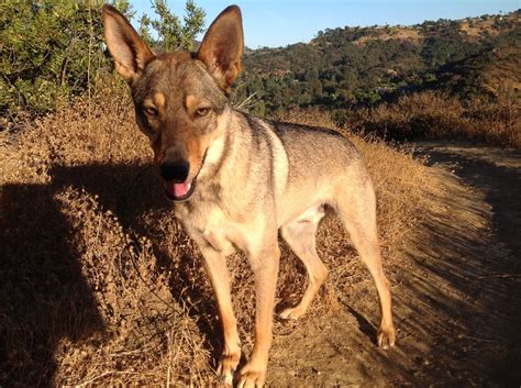 Coydog (Domestic Dog/Coyote Hybrid) Info, Behavior, Sounds, Pictures