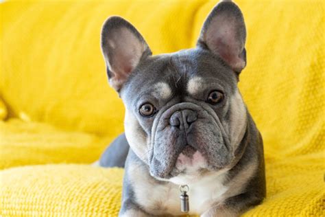 A breeder is reengineering French Bulldogs to make them healthier ...