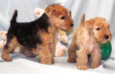 Lakeland Terrier Info, Temperament, Training, Puppies, Pictures