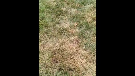 How to check for grub worm damage in a lawn. - YouTube