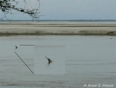 Ganges River Dolphin – "OCEAN TREASURES" Memorial Library