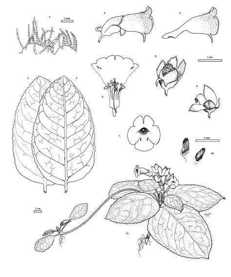 Biology Drawing at GetDrawings | Free download