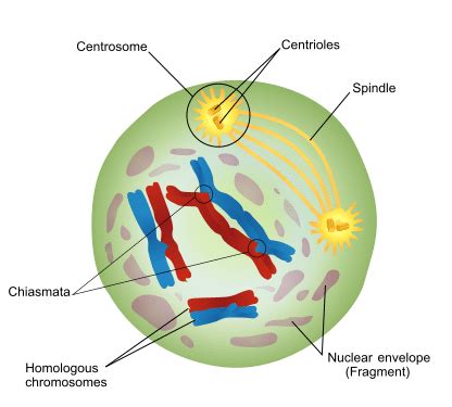 Prophase Diagram