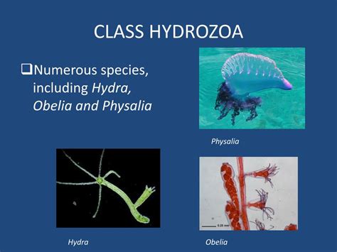 PPT - 3 Classes of Cnidarians PowerPoint Presentation, free download - ID:2378494