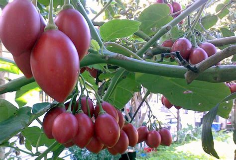 Rare Tree Tomato Tamarillo Tomarillo Cyphomandra Betaceae - 10 Seeds