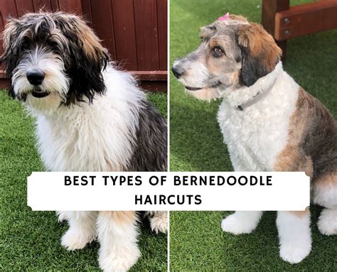 Come see the best types of Bernedoodle Haircuts. We show you all ...