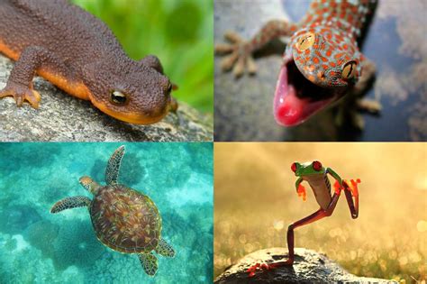 Find out How to Tell Apart a Reptile and Amphibian