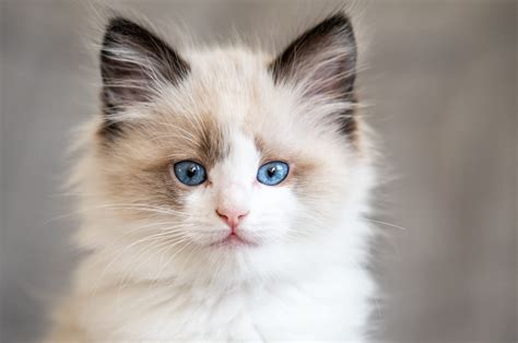 Top 11 Ragdoll Breeders In California In 2023