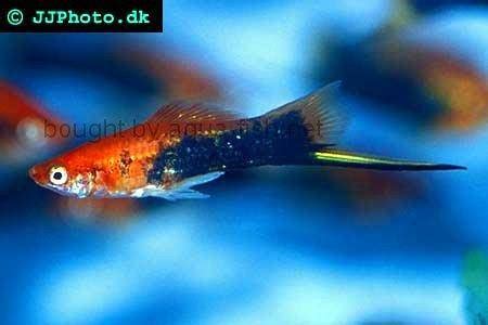 Comprehensive Guide to Caring for and Breeding Swordtail Fish in Aquariums