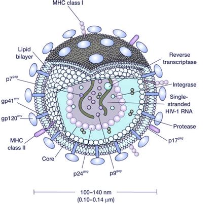 Poliovirus Symptoms