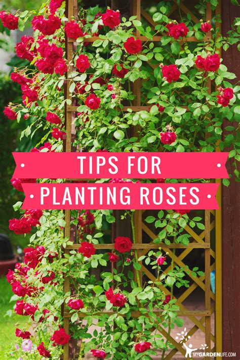 Tips for Planting Roses | Planting roses, Rose care, Gardening for beginners