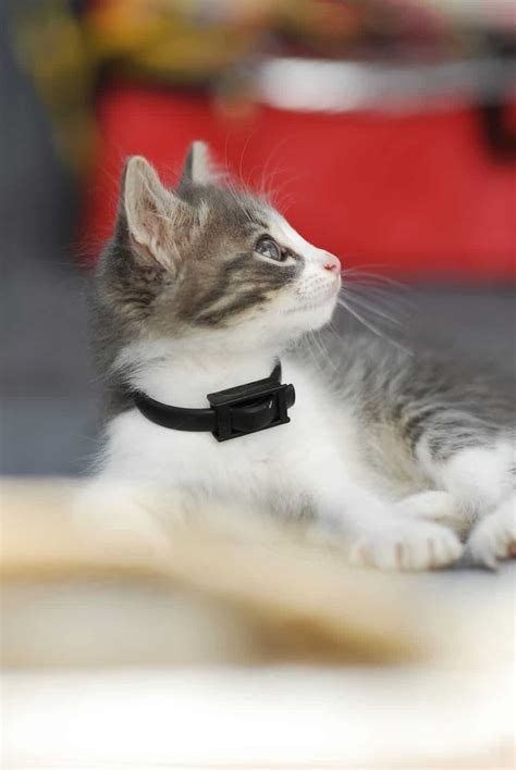 Best Cat Shock Collars January 2024: All You Need To Know