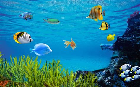 Fish Aquarium Live Wallpaper for Android - APK Download