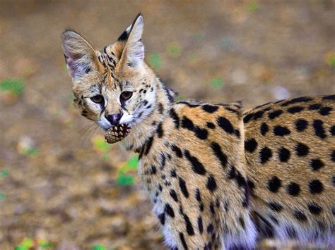 21 Things To Know Before Caring For An African Serval Cat – Tele-Talk