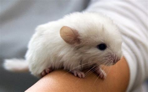 Baby Chinchilla Kit Care Guide: 10 Things You MUST Know