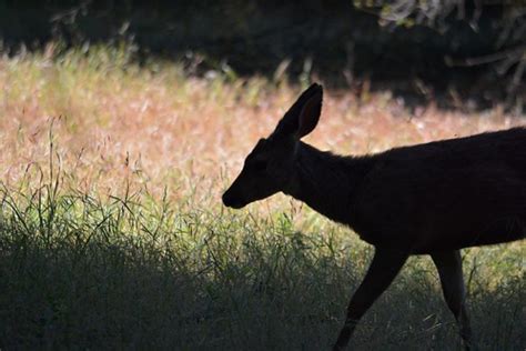 Juvenile Deer Silhouette | Young deer grazing in the woods n… | Flickr