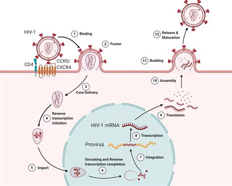 Label The Steps Shown For Hiv Retroviral Replication