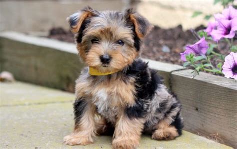 Yorkie Mix Puppies for Sale - Keystone Puppies