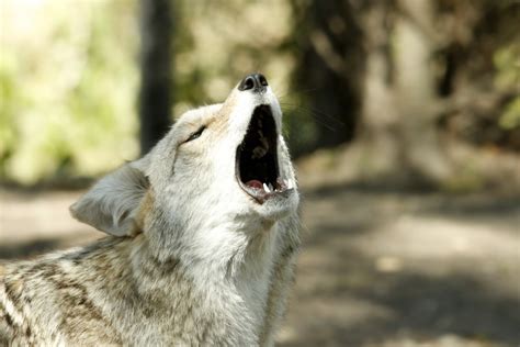 Coyote Howl Free Stock Photo - Public Domain Pictures