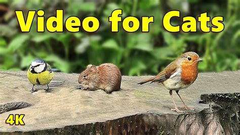 Cat Games TV ~ Mouse, Birds and Squirrel Fun in 4K 🐭 NEW 🐭 Videos For Cats and People To Watch ...