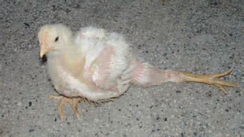 SLIPPED TENDON (PEROSIS) - Diseases of Poultry - The Poultry Site | The Poultry Site