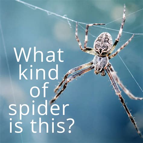 Spider Identification Guide (With Photos) - Owlcation