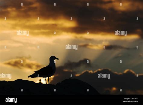 Seagull Silhouette in sunset Stock Photo - Alamy