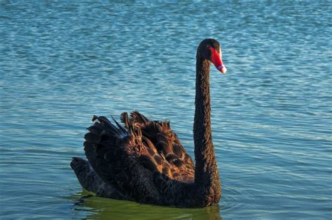 Black Swan | Featured Bird Photo and Information | Earth Life